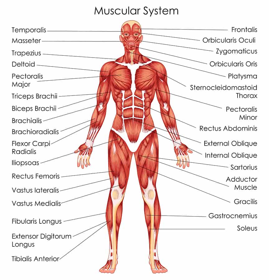 Anatomy For Exercise Lower Body Muscles Empower Your Wellness