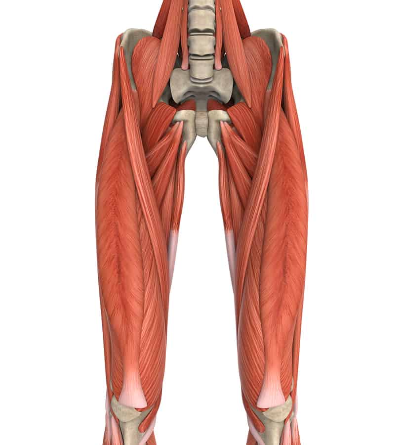 Upper Legs Muscles Anatomy Illustration. 3D render