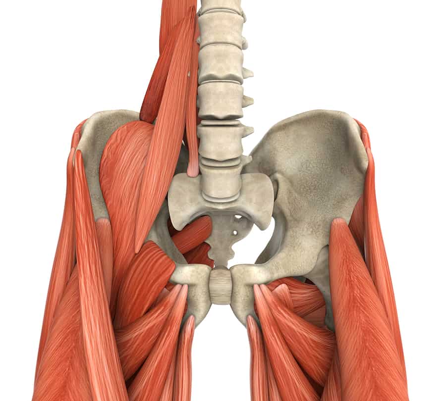 Psoas Muscles Anatomy Illustration . 3D render