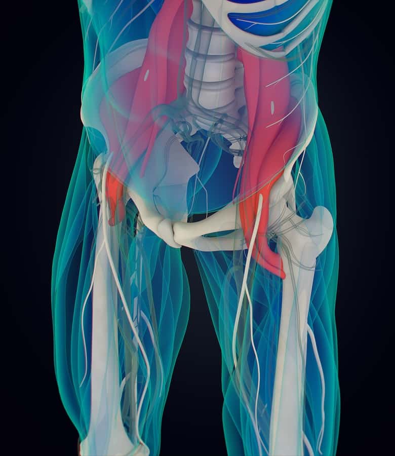 Human anatomy, psoas muscle, soul muscle, core strength, yoga, pilates. 3D illustration