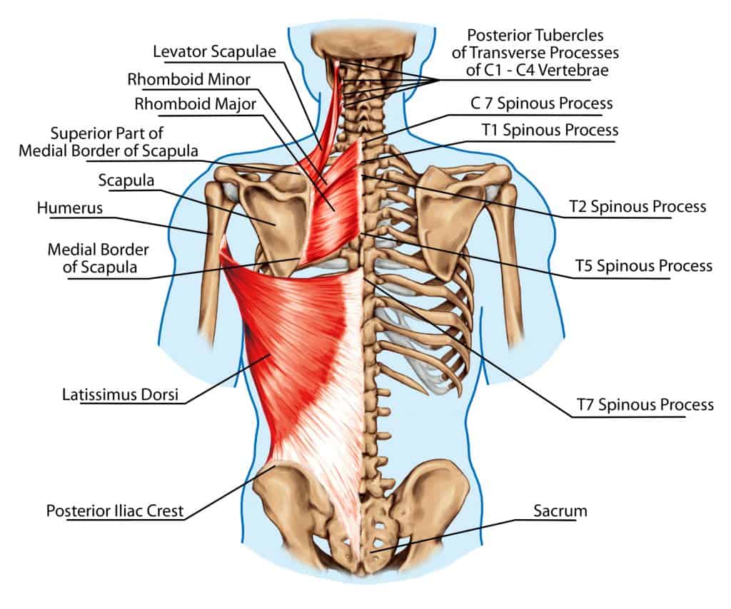 illustration of scapular stabilizing muscles; upper body muscle guide