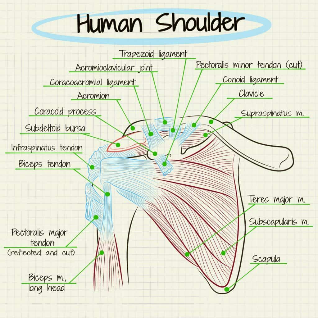 cartoon illustration of the rotator cuff for an upper-body muscle diagram