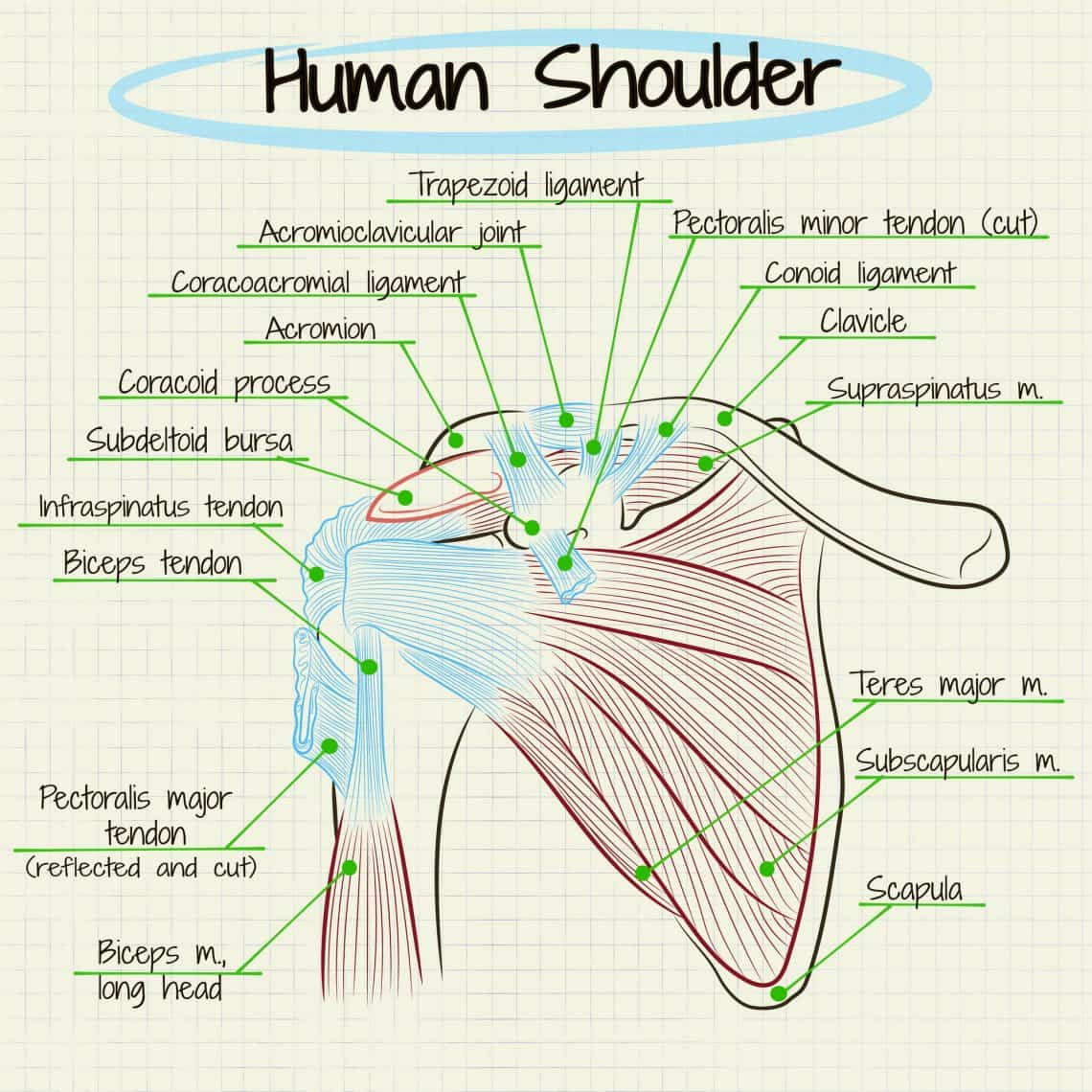 The Complete Guide to Upper Body Muscles for Beginners - EMPOWER YOUR ...