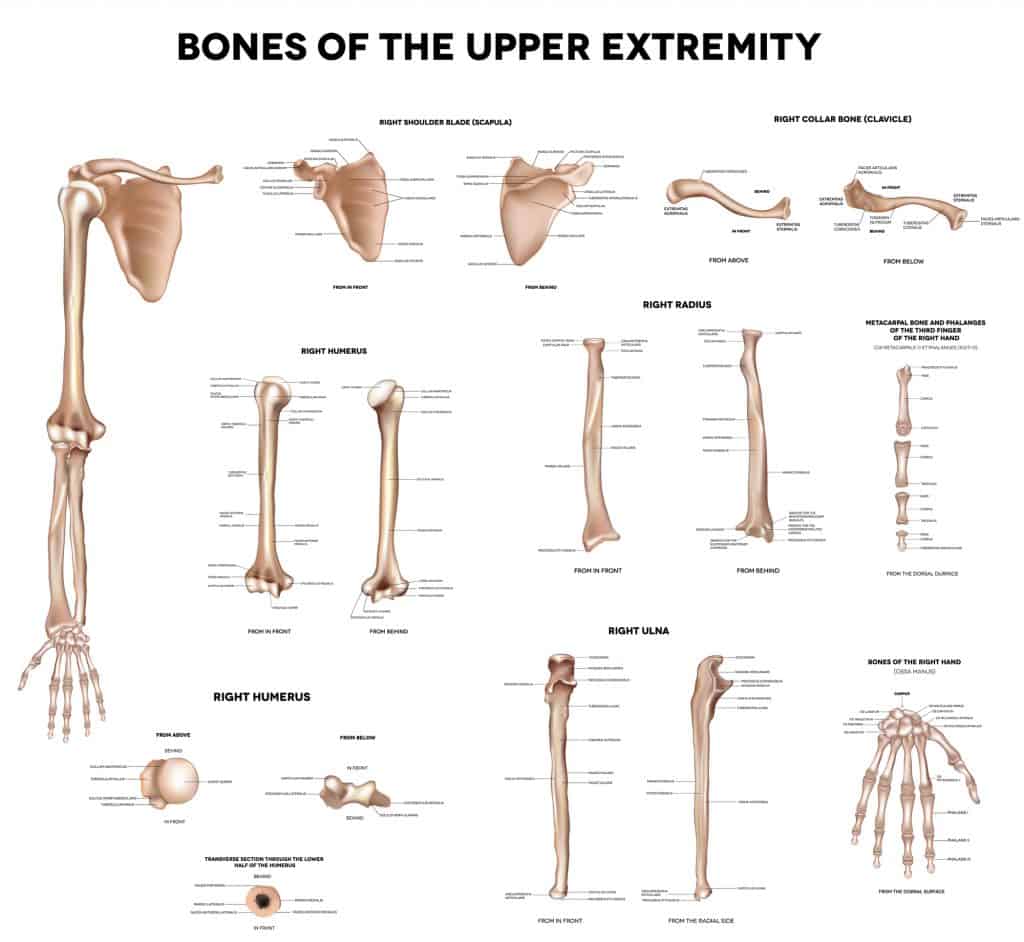 anatomy chart of the bones of the arm for demonstration in an article about how to prevent tennis elbow. 
