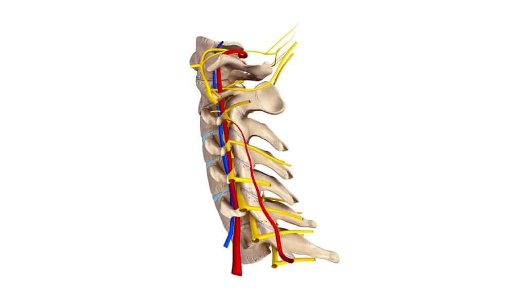 computer generated image of the cervical spine anatomy in an article about how to prevent text neck. 